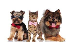Read more about the article Today is National Dress Up Your Pet Day
