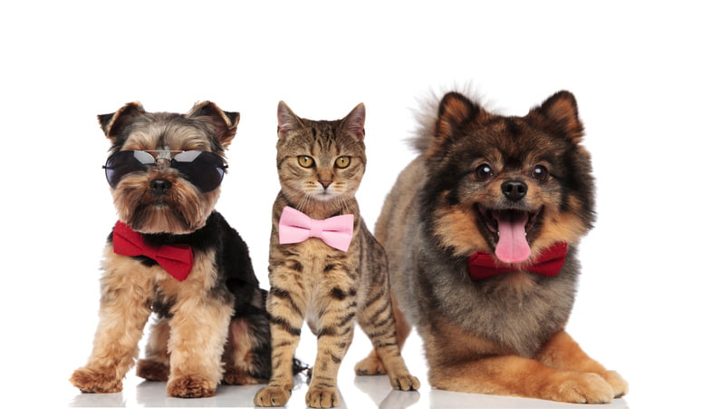 You are currently viewing Today is National Dress Up Your Pet Day